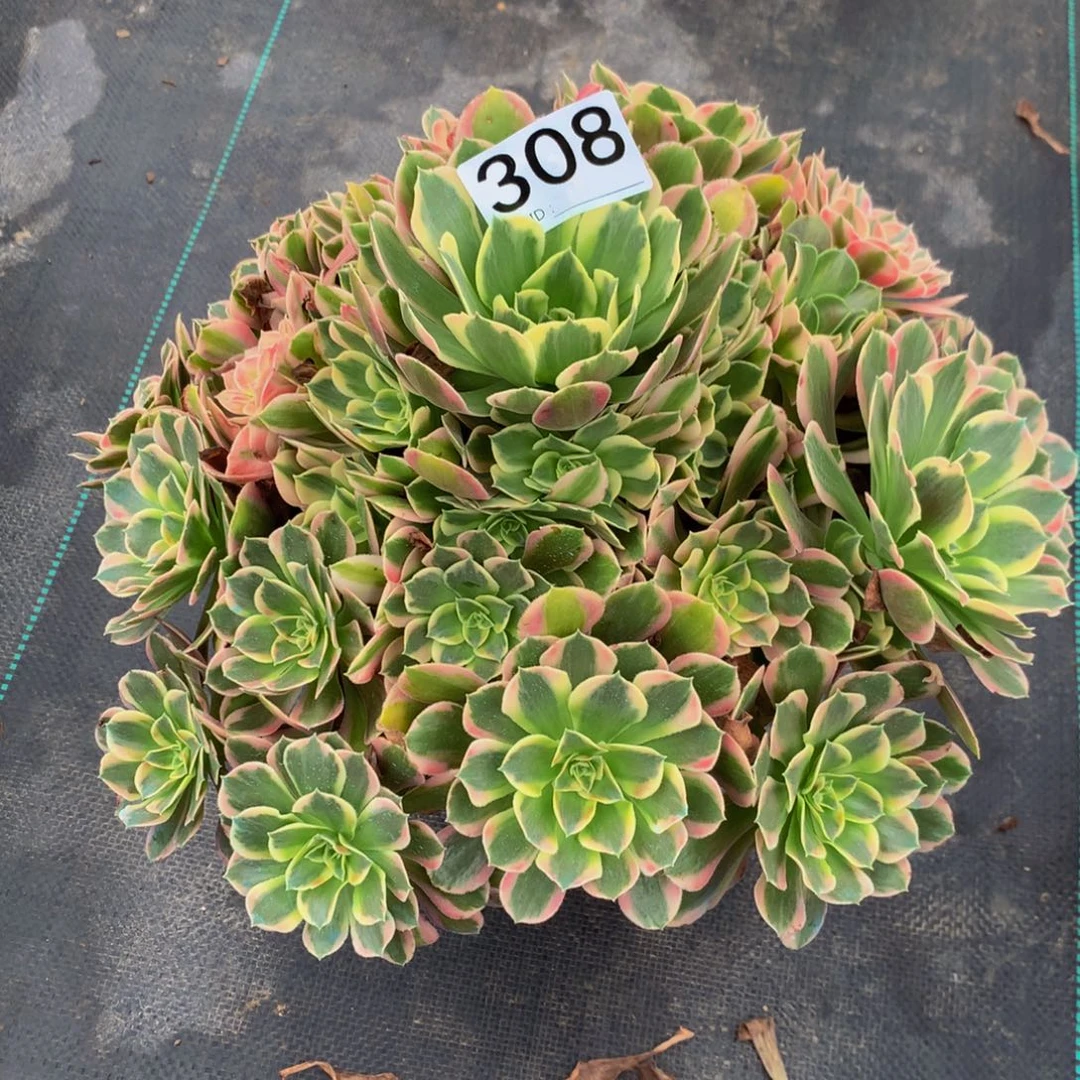 若***兰法师多肉植物308七彩石