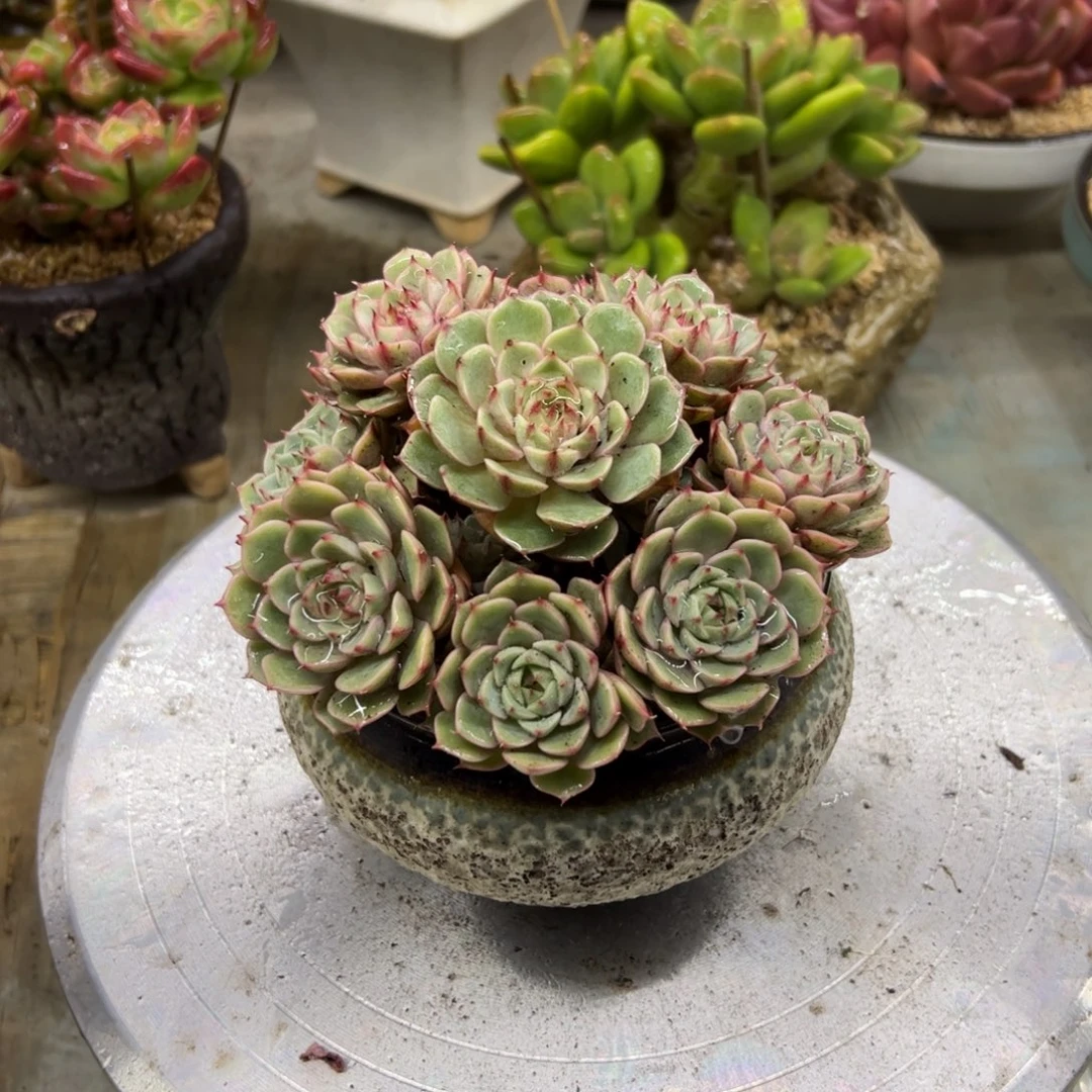 笨吧18 零零多肉植物