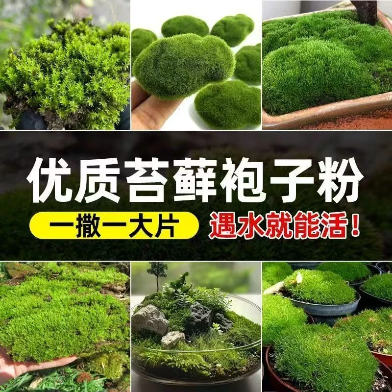苔藓孢子粉四季鲜活青苔绿植短绒吸水石种子微景观盆景造假山草籽