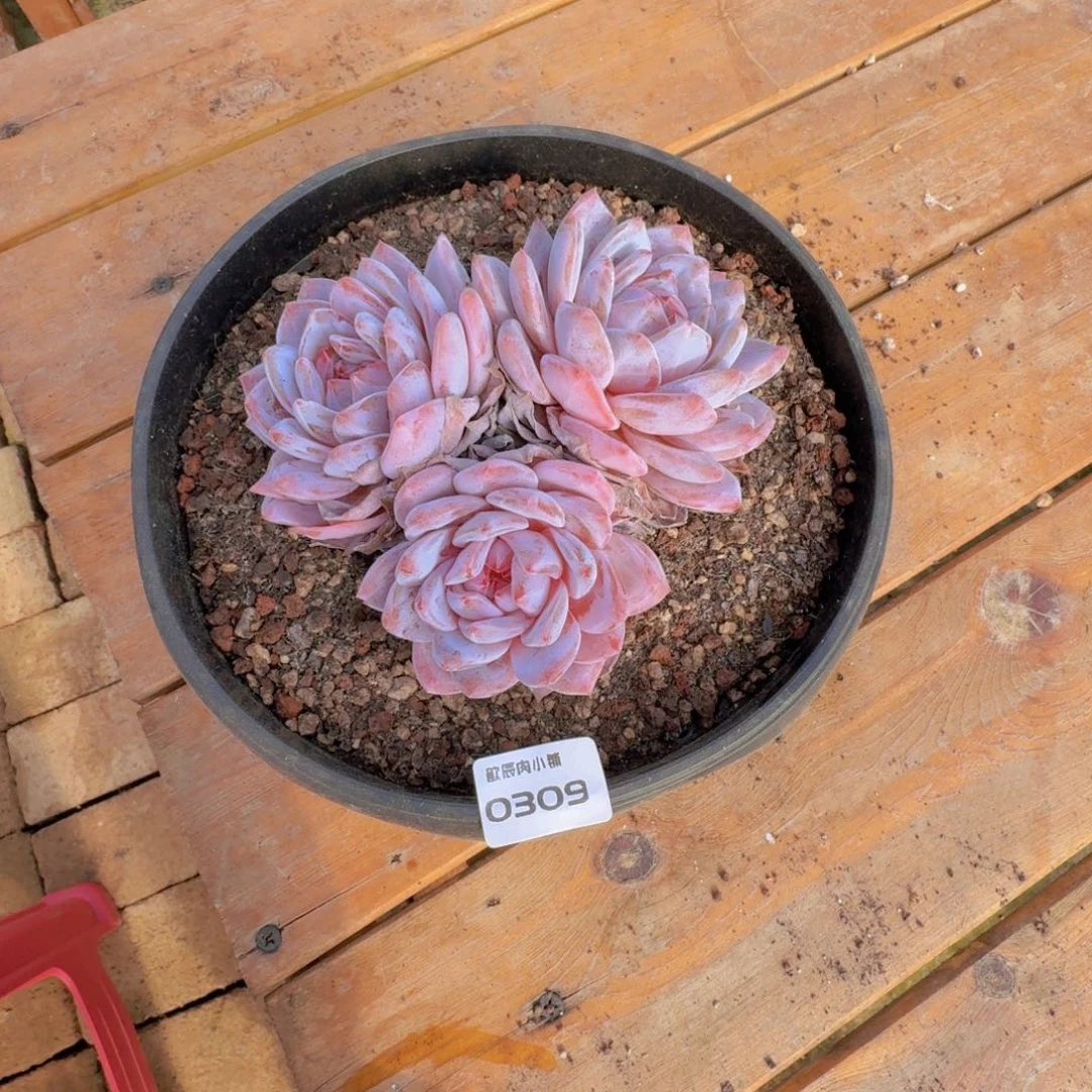 小***子多肉植物橙梦露群0306
