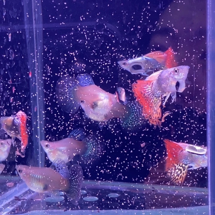 孔雀鱼龙球4对包邮