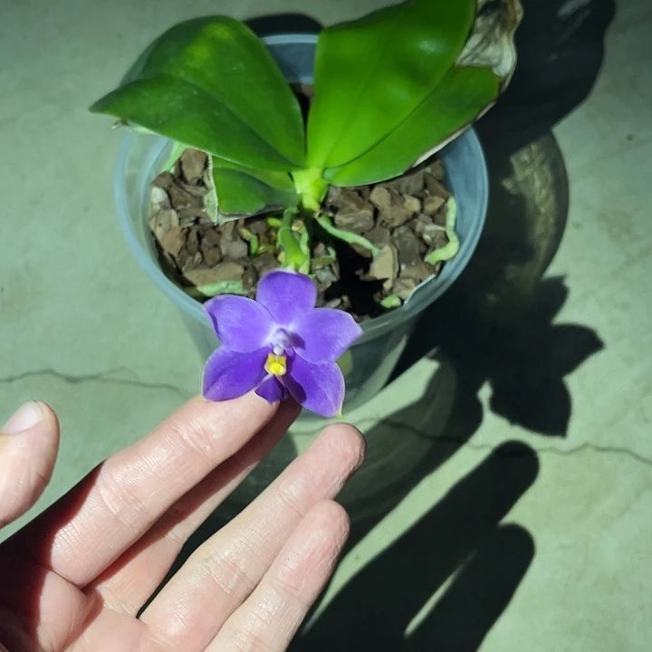 全部花苞瑕疵福利不售后 狗交红圆