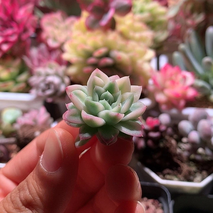 女王锦锦腹轮锦侧芽