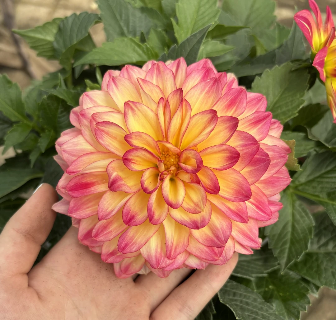 【禾兔花卉】小丽花 多年生 颜值高