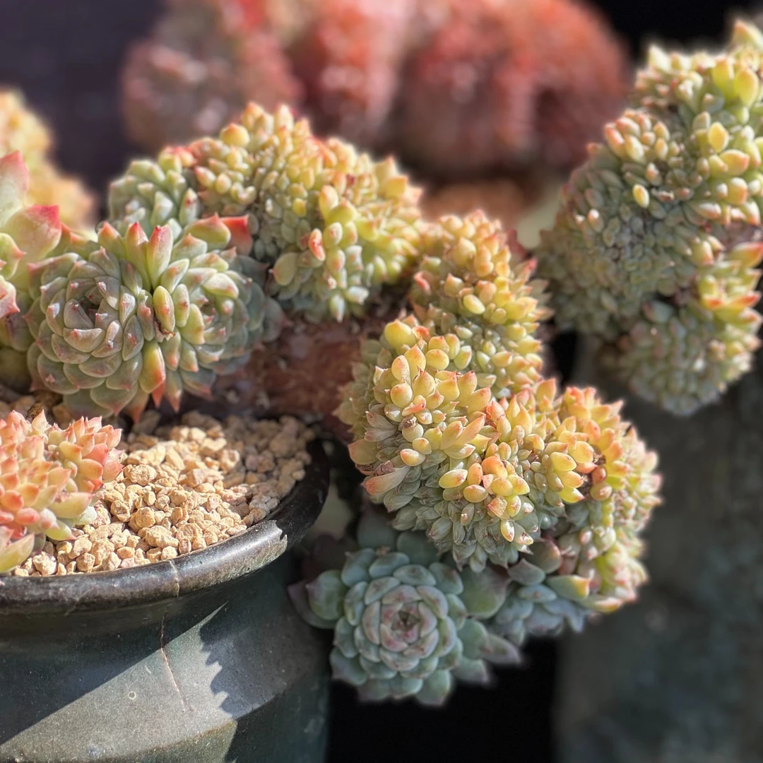 多肉植物直播链接一物一拍补差价