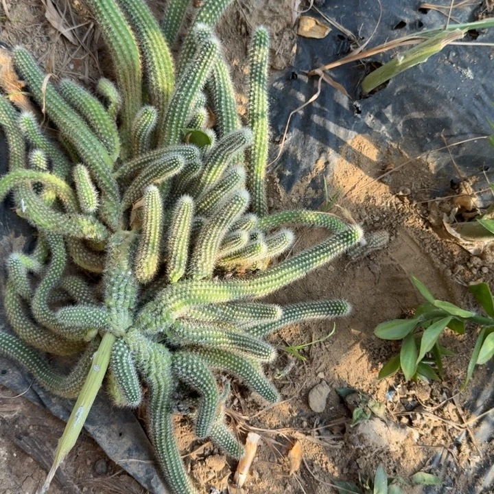 白檀仙人掌群生一群277