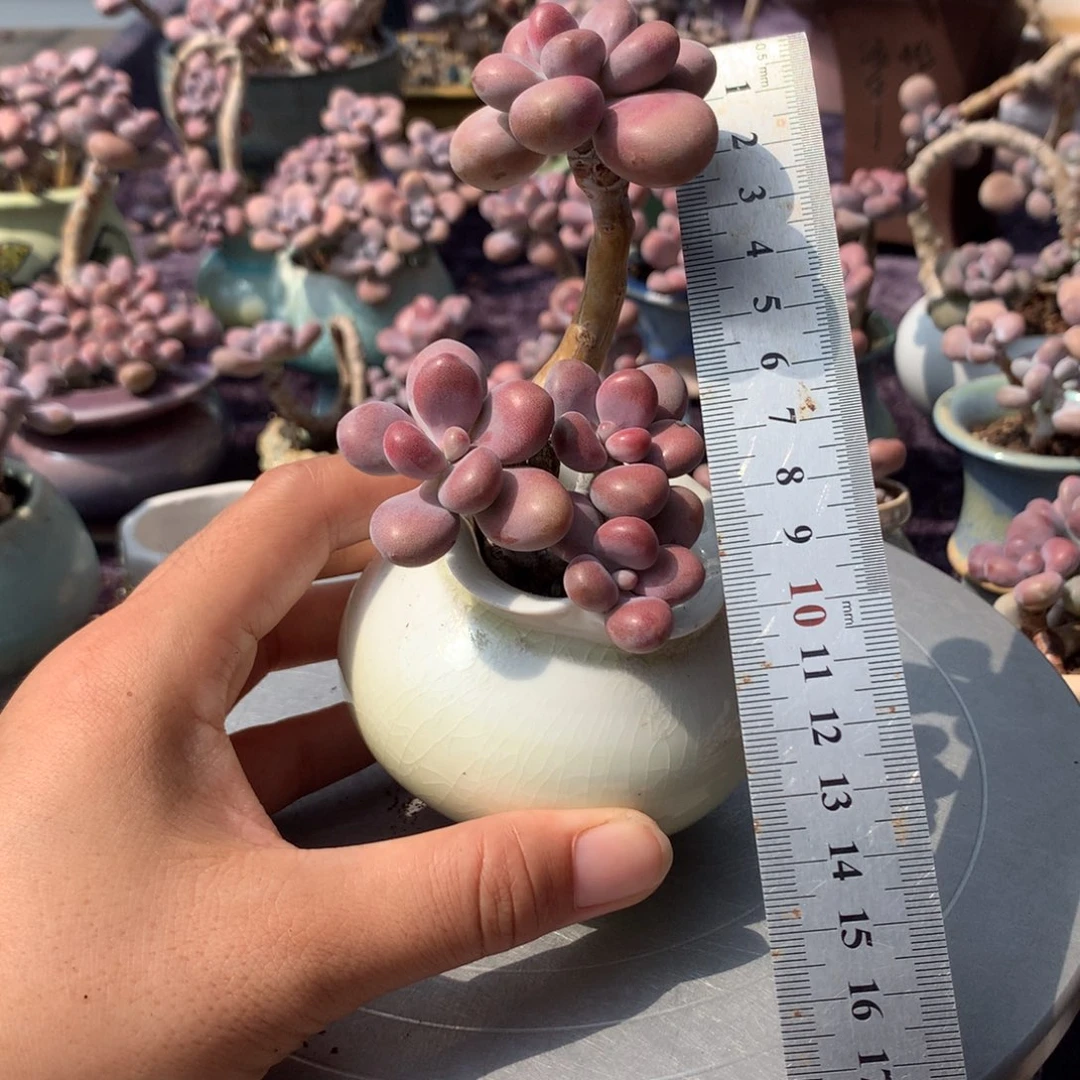 悄***悄30号不带盆偏远的不包邮的