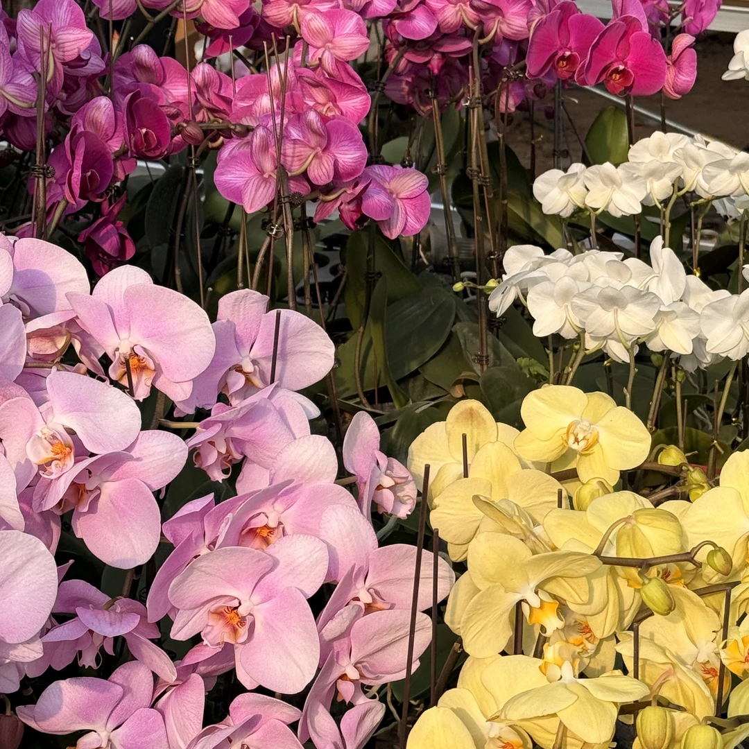 《花漫里》蝴蝶兰【宝箱两棵蝴蝶兰】随机各种各样开花株发货