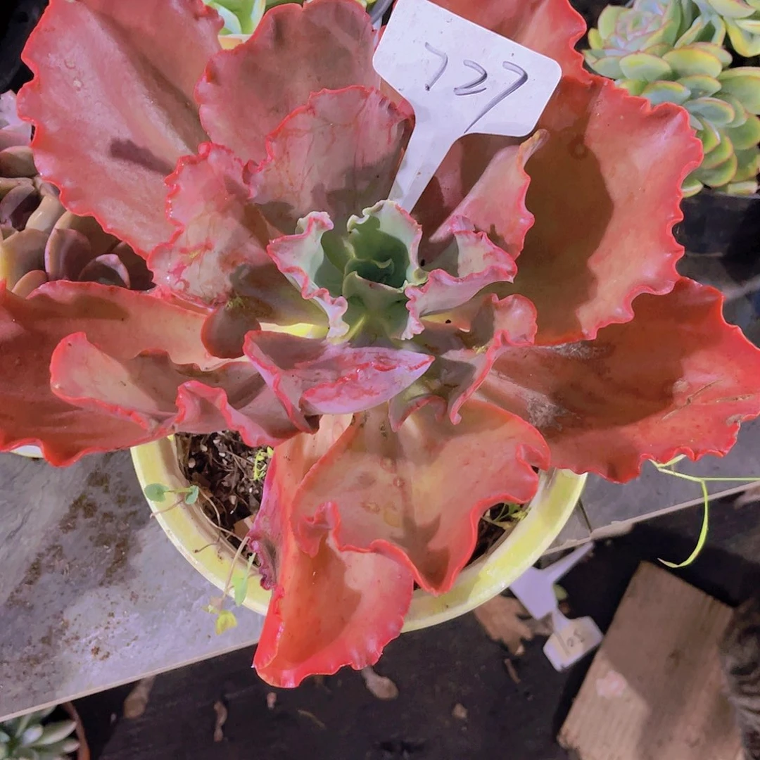 郭***芬000000000000000727