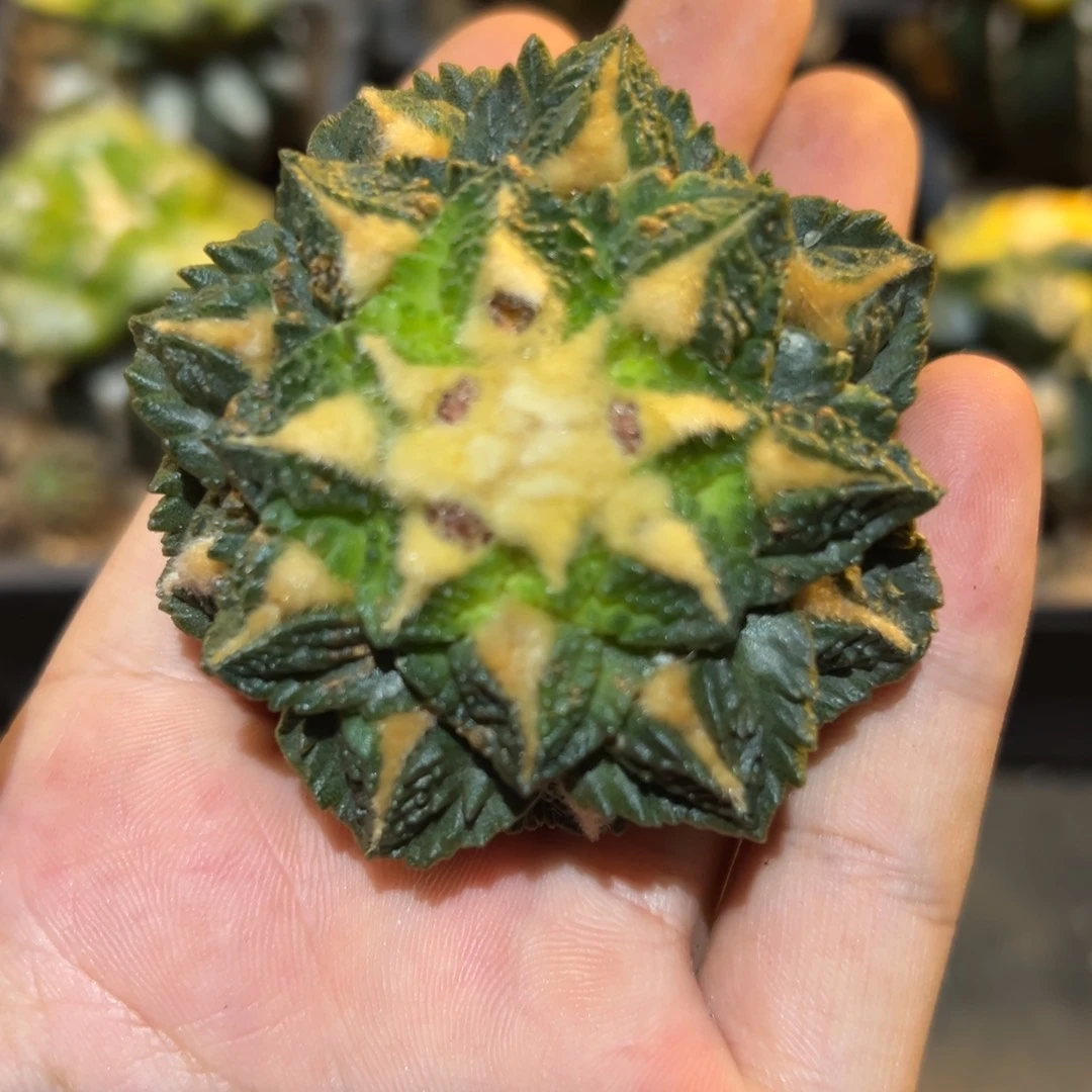 无花朵落地无根667