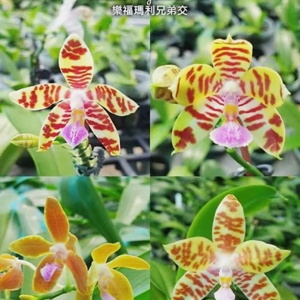 花农杰哥原生种珍奇类蝴蝶兰乐福玛利兄弟交