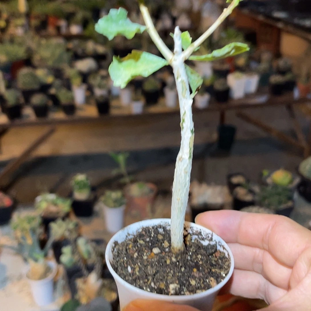 怀特橄榄一物一拍