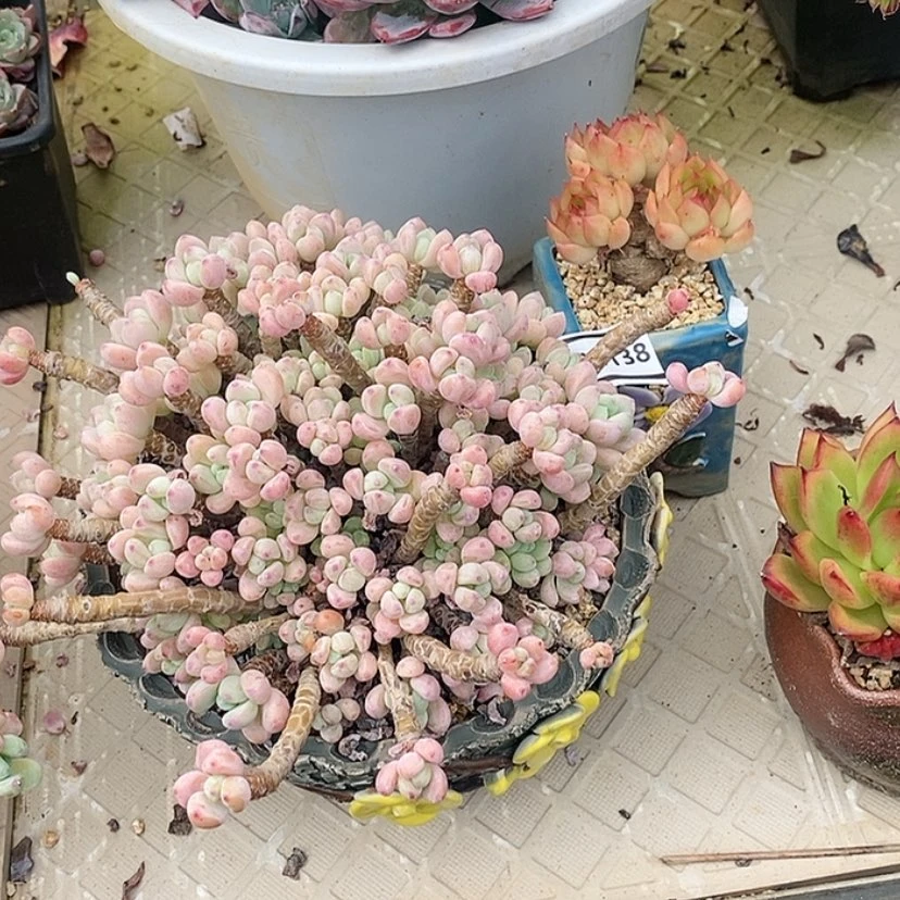 【闪购商品】請****來麦秆劳尔23138
