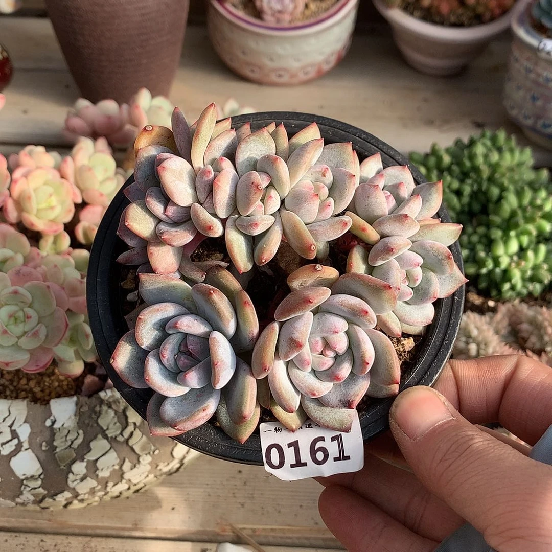 161石榴籽星影小树一颗10.5厘米