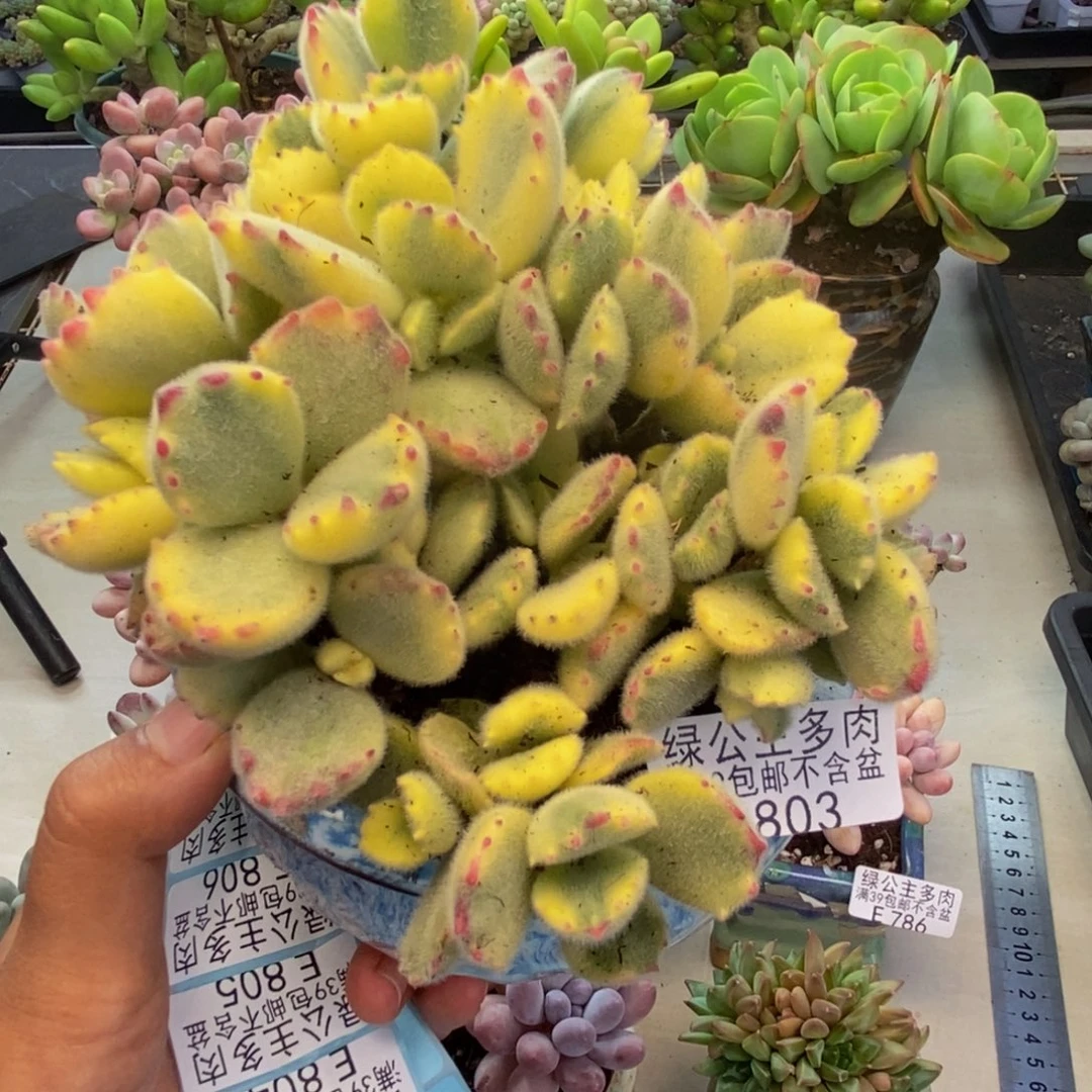 803彩熊不包整轻微掉叶