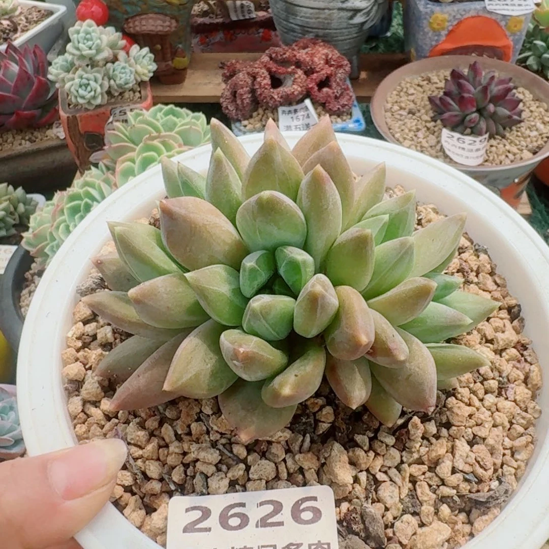 2626一物一拍（满28包邮