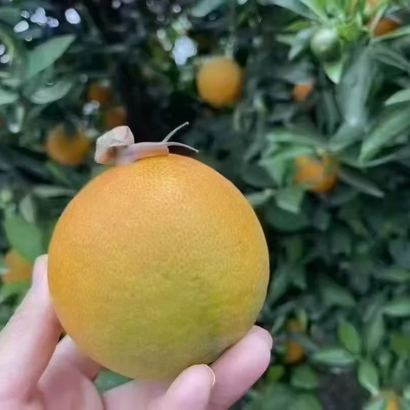 怀化脐橙「顺丰包邮」