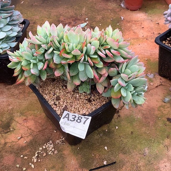 暮光之城缀化 非偏远38包邮节后发货
