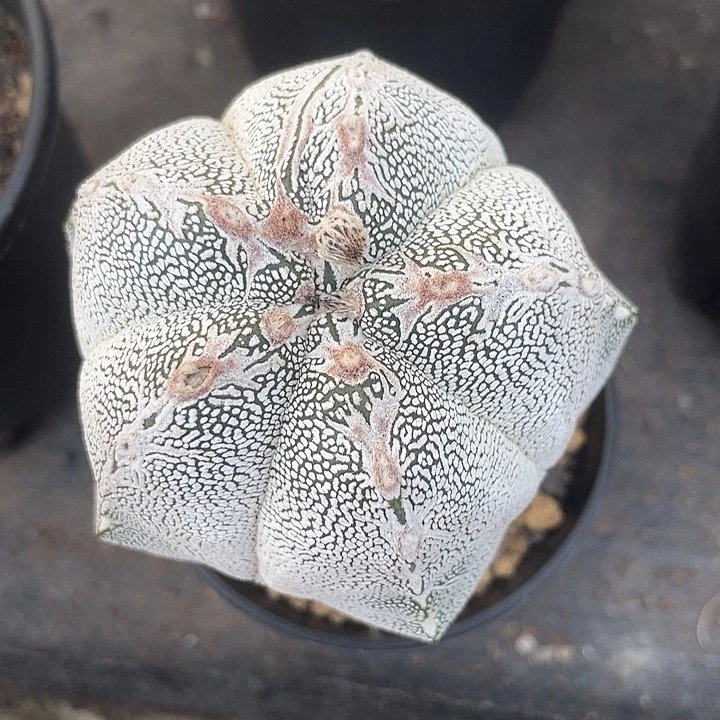 用***7实生根恩种鸾凤玉仙人球一物一拍