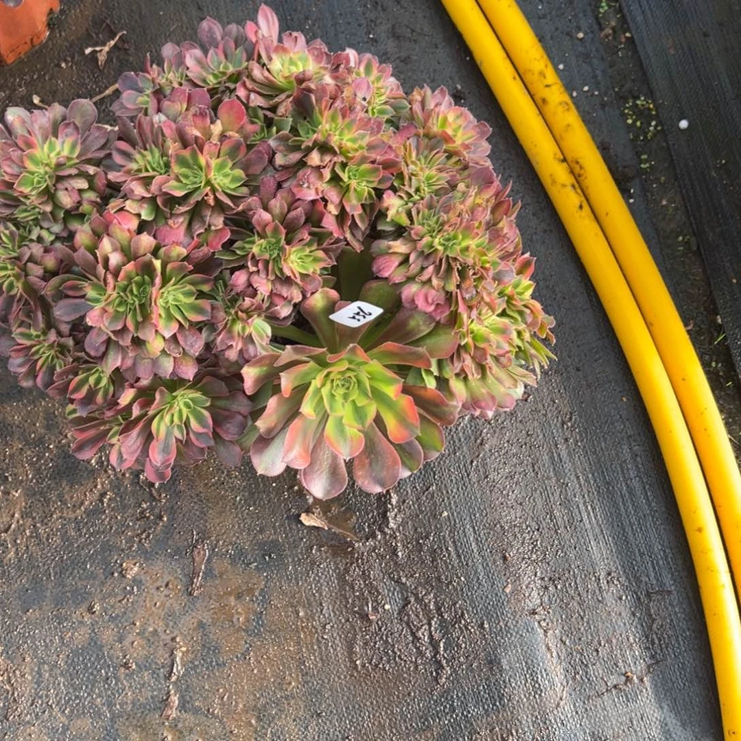 遗***忘556雅典娜缀多肉多多肉