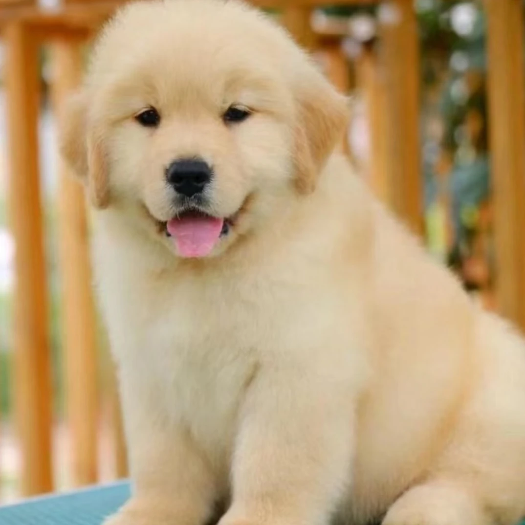 【豫宠有缘】活体专用链接