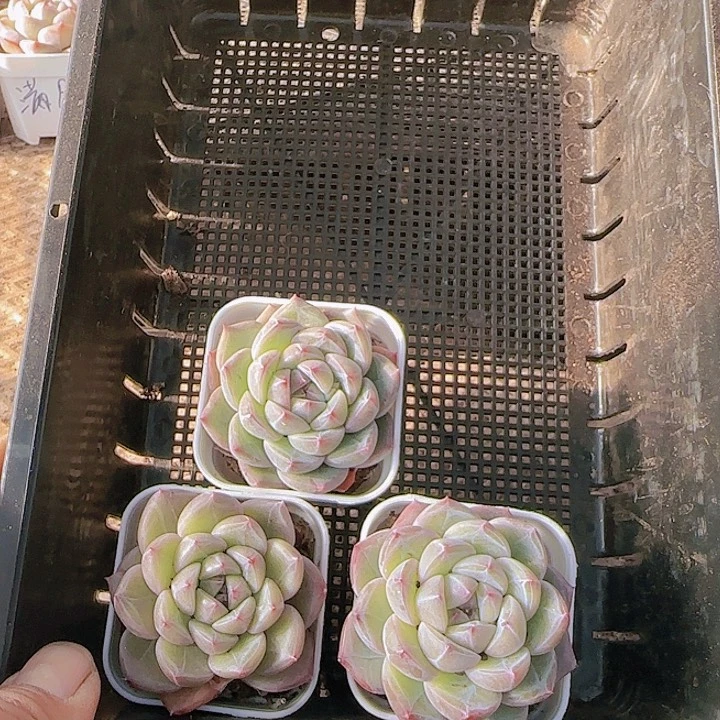 花时光精品多肉25