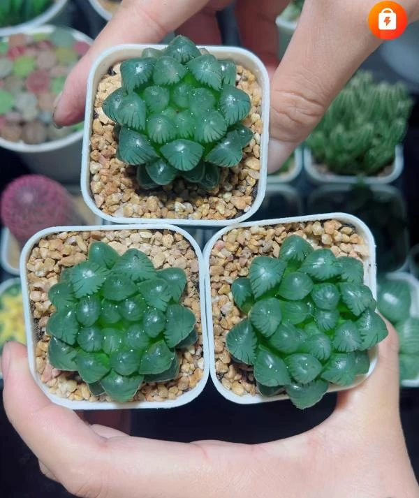 糯姬多肉玉露拼盘3个装