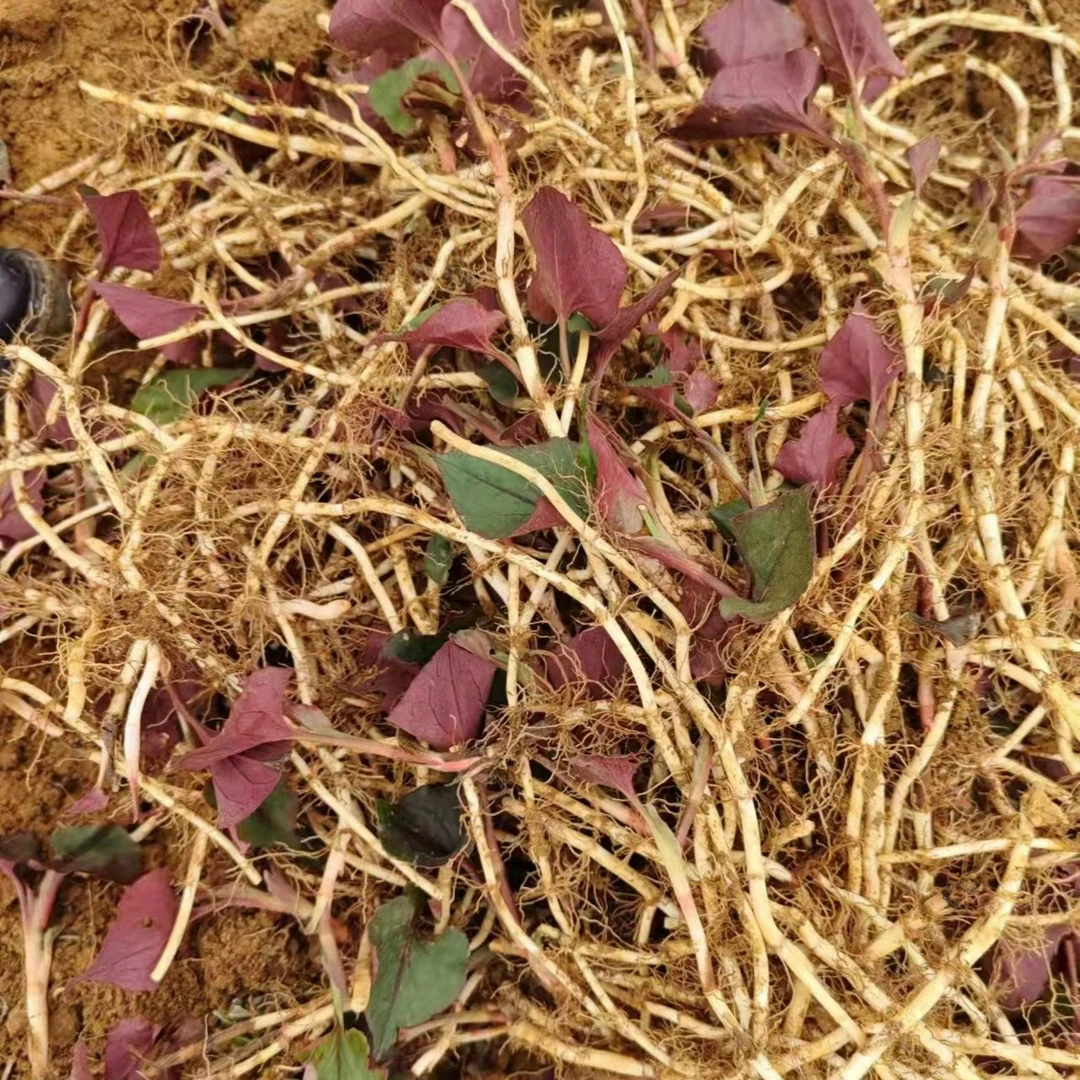 贵州折耳根新鲜鱼腥草农家露天种植3斤