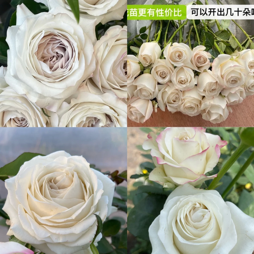 玫瑰银色衬裙浓香鲜花基地花苗阳台好养植物