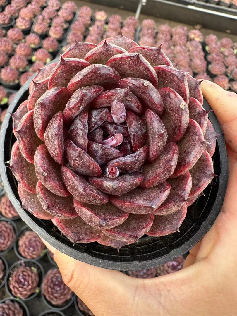 10#黑钻  前男友精品多肉  SM0798