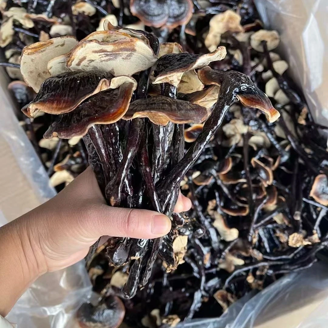 批发长脚竹灵芝  紫灵芝  菌 香味浓不苦整枝灵芝 泡茶煲汤