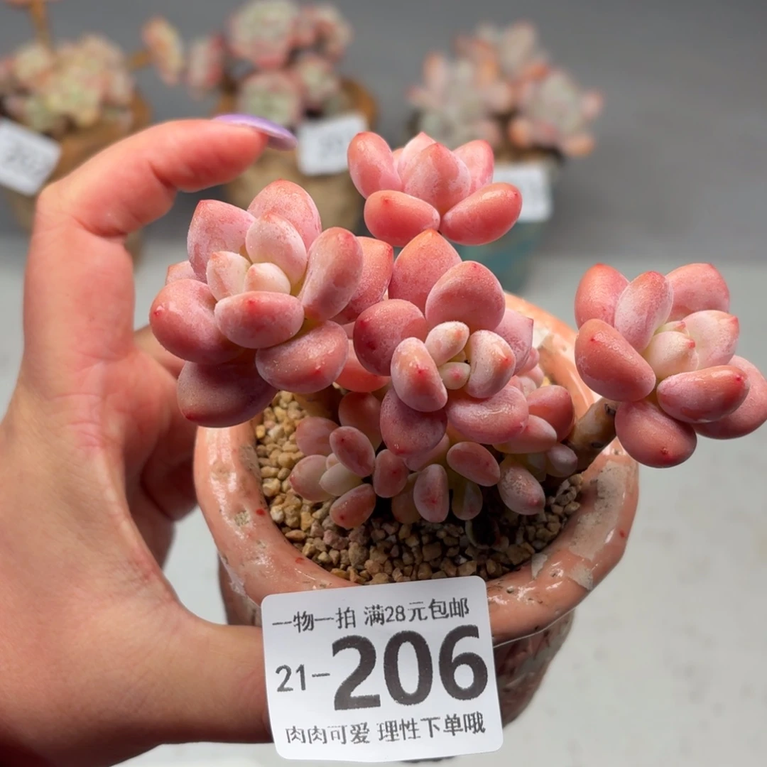 樱花洛神无盆土发货