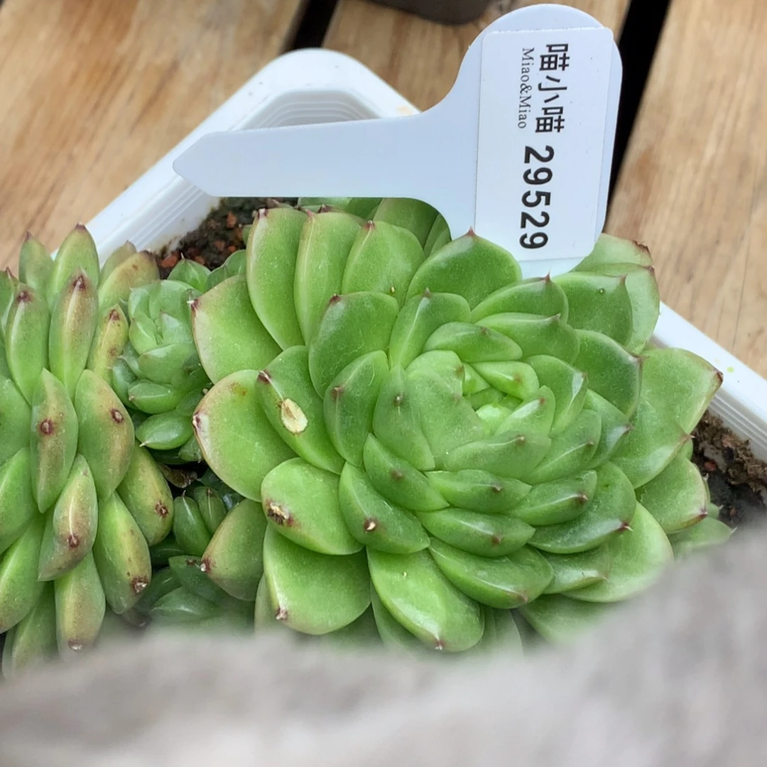 多肉植物杂交珍妮