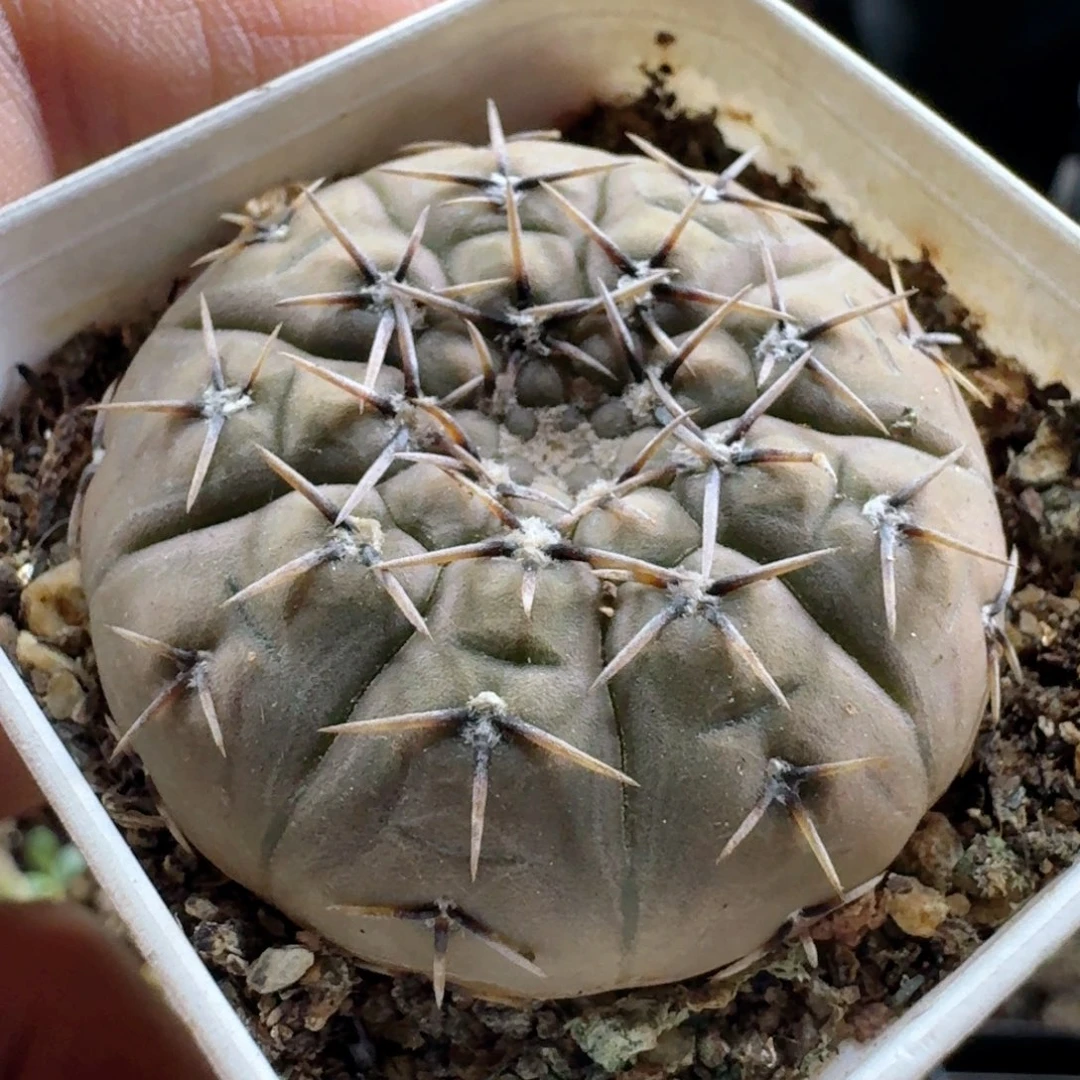 924黑刺怪龙丸带盆发货