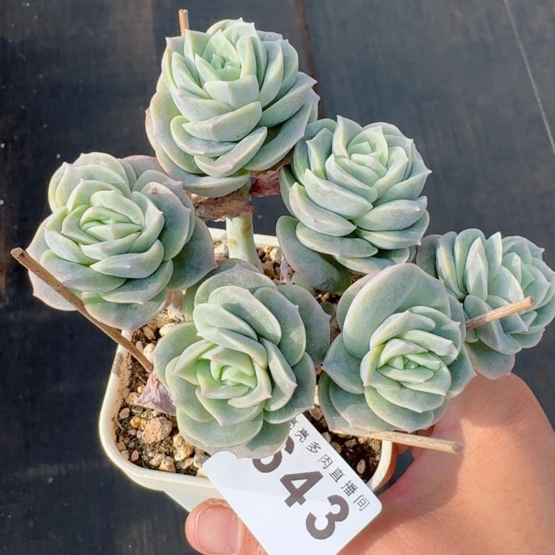 可爱玫瑰群生整装无砍