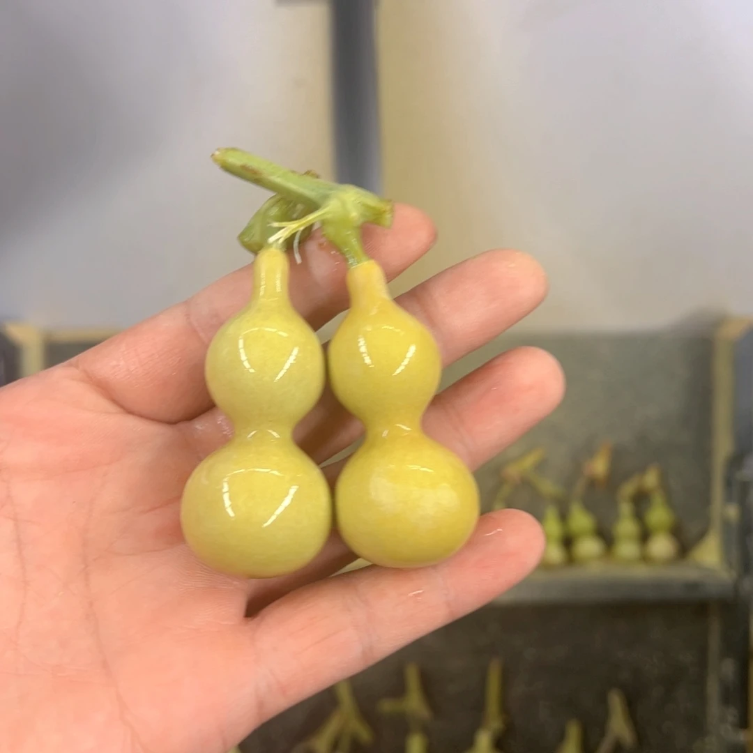 孑***孑天津嘴儿葫芦葫芦
