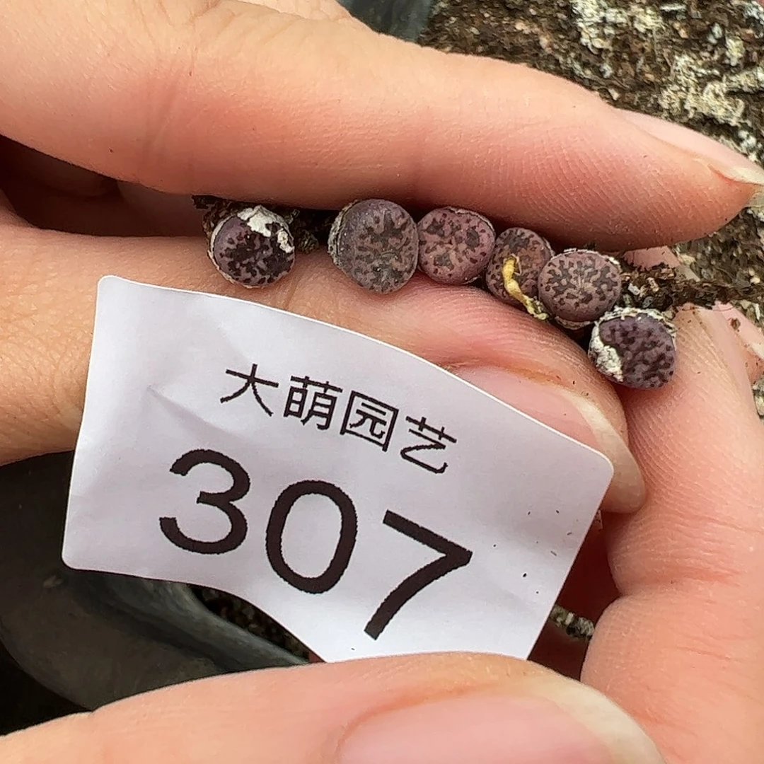 量拍以下1颗马克里子。307