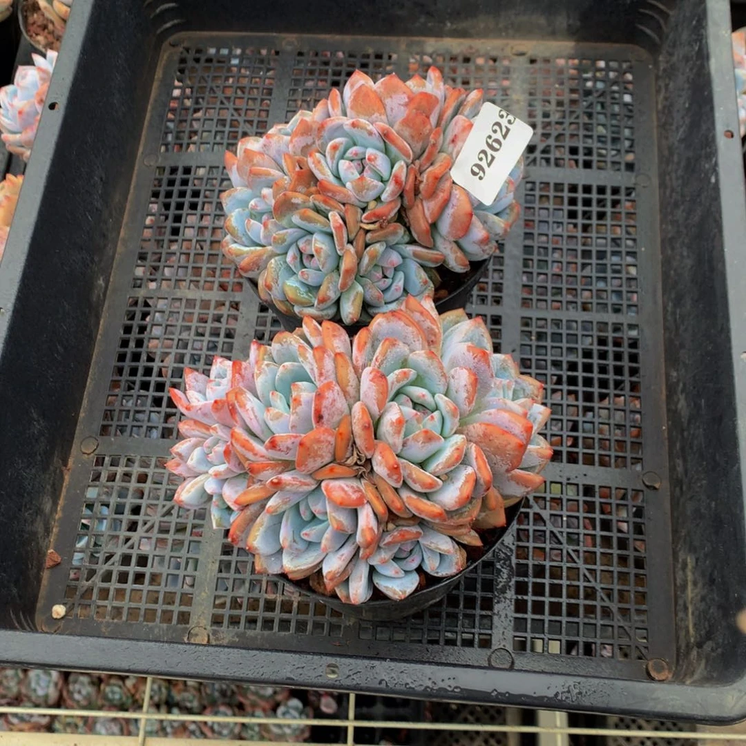 92623两个嗯嗯嗯嗯嗯嗯嗯加油加油