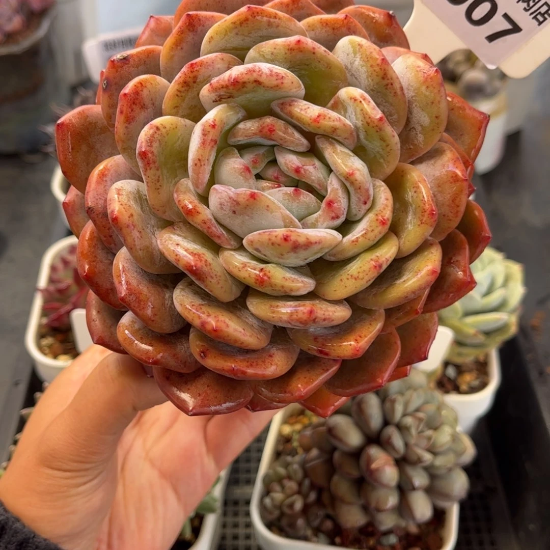 蛋***嫲3007 满30包邮天冷地区必拍保温箱