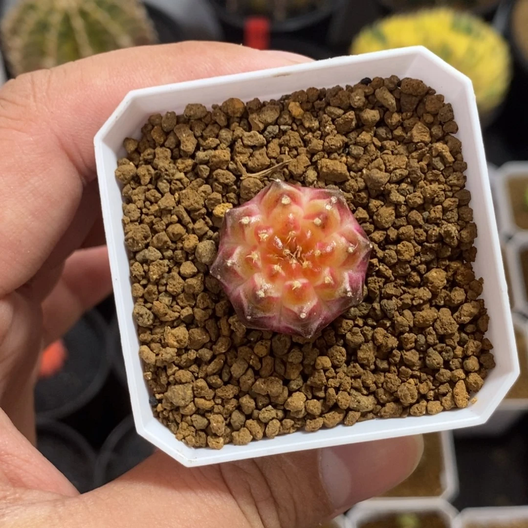 轮回—带盆土发货22