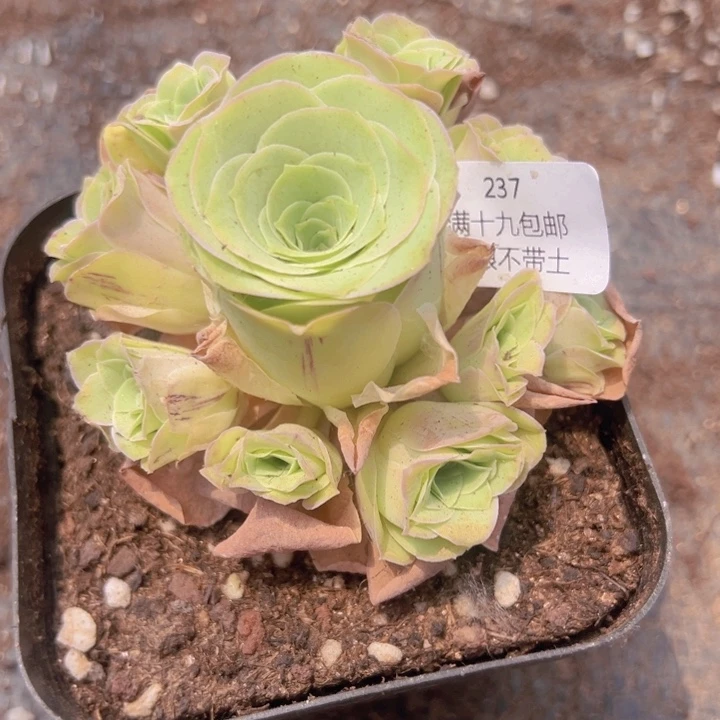 237 裸根不带土发货不包损