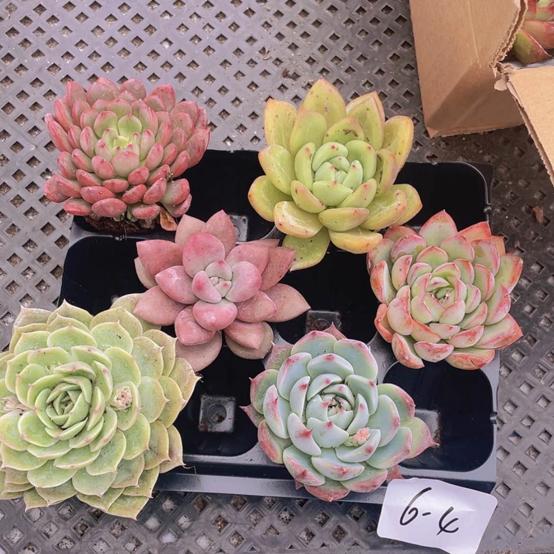 【闪购商品】6颗-4号约5厘米