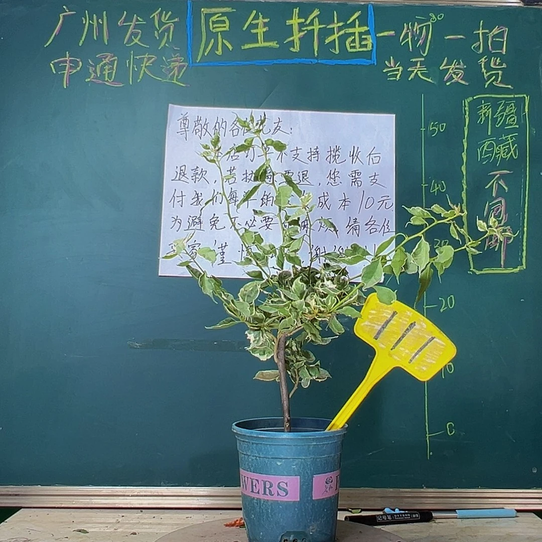 当前无花栽培后可以开花射线鱼111
