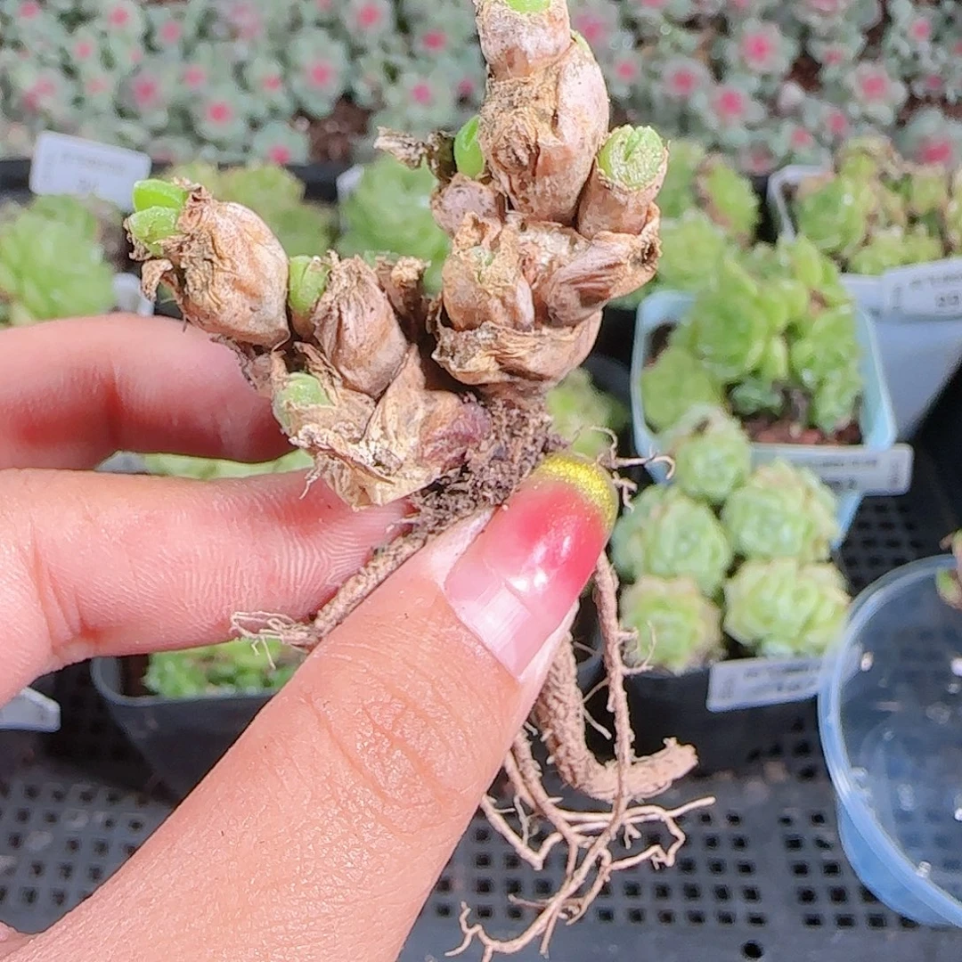 0923-109麦秆优选不包整