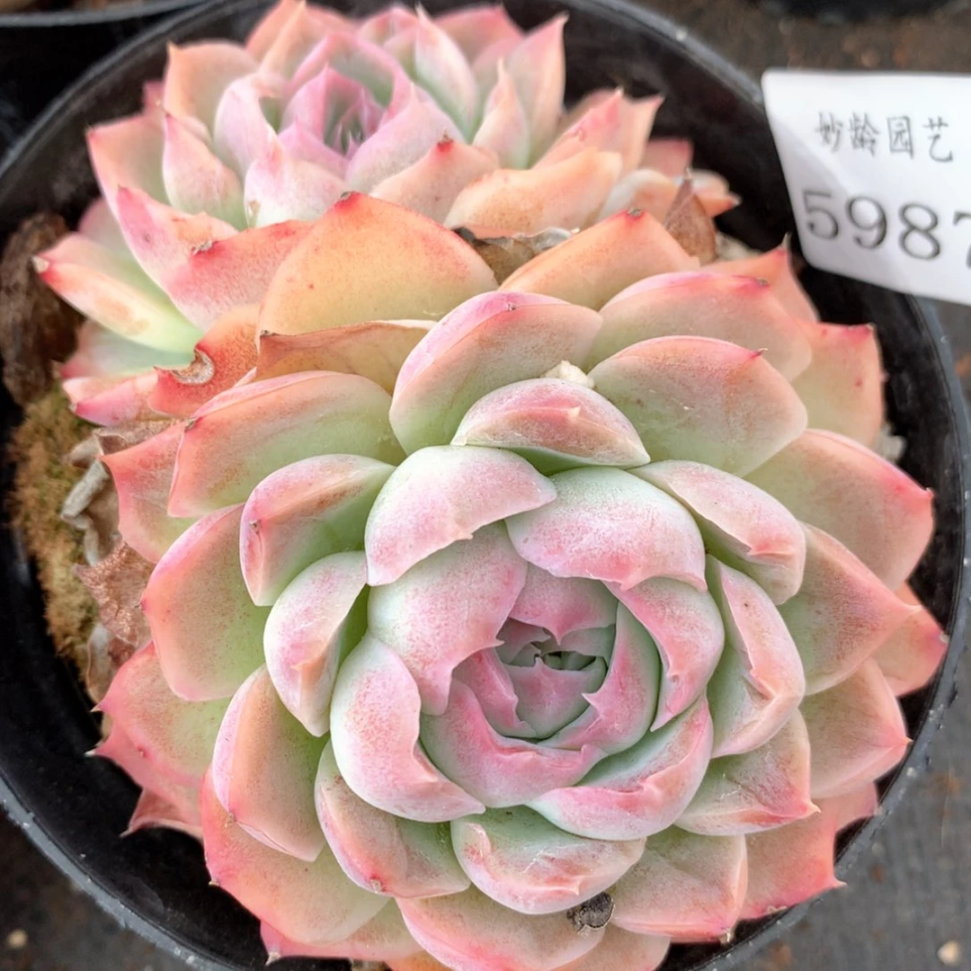 5987杂交多肉植物基地