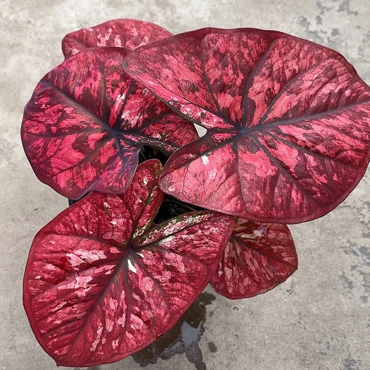 69-1224大红袍广东现货