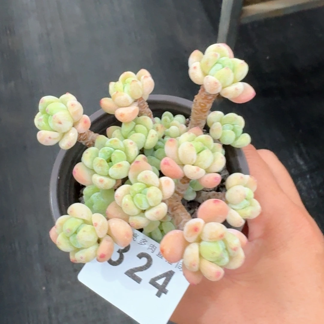 劳尔老桩            多肉植物