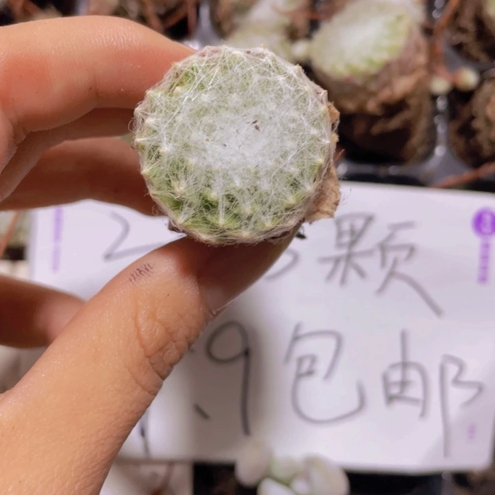 8精品蛛丝2米3颗