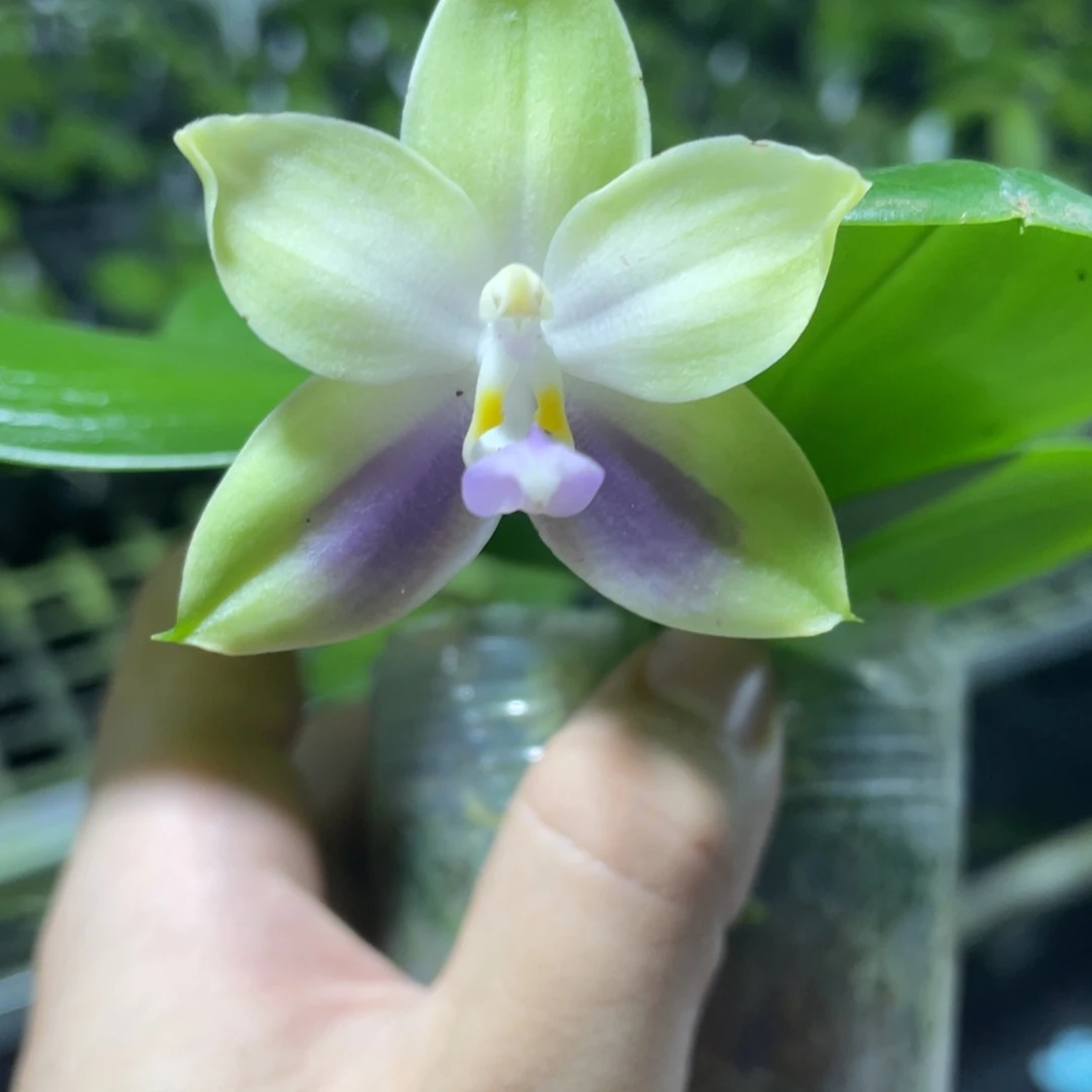 完全开放148叶瑕花期不保