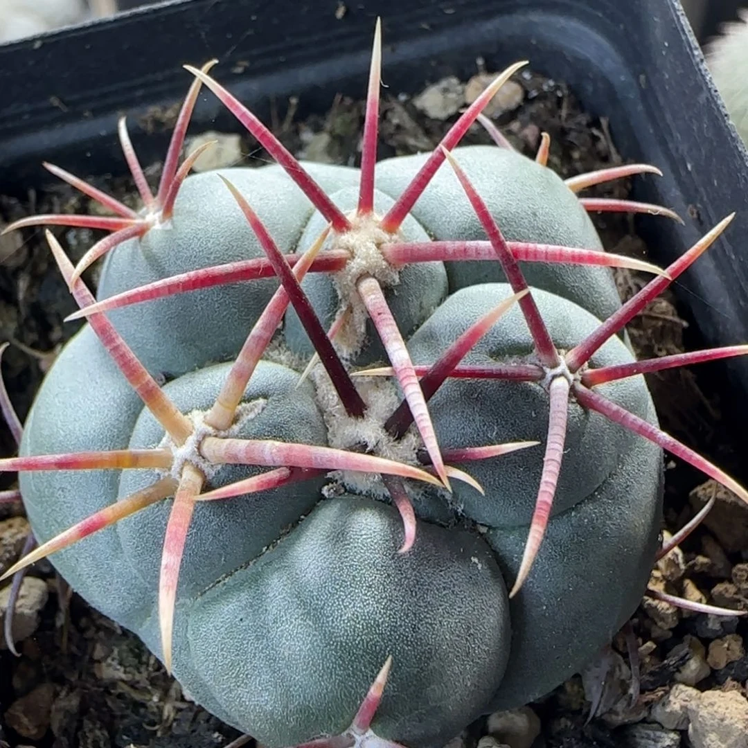 017实生高木绯冠龙多肉4.2